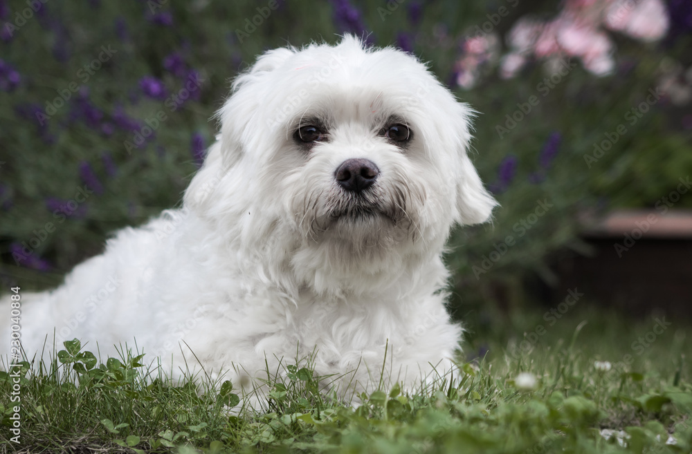 portrait of maltese dog looking at camera
portrait of maltese dog looking at camera