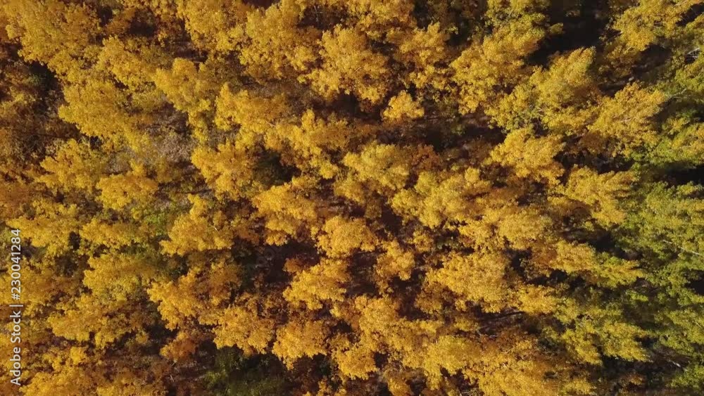 Aerial view of beautiful forest in autumn, indian summer scenery from drone point of view Aerial view of beautiful forest in autumn, indian summer scenery from drone point of view