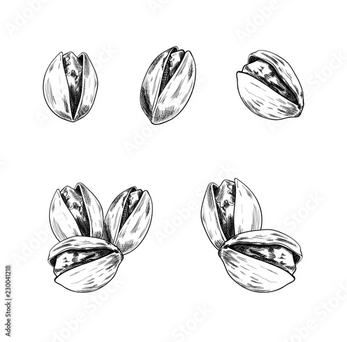 Vector Set of Hand Drawn Pistachios, Nuts Sketch, Isolated Collection.