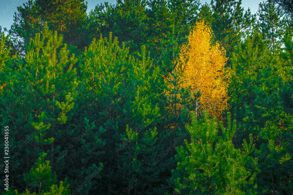 Yellow Autumn Leaves of tree Among Forest