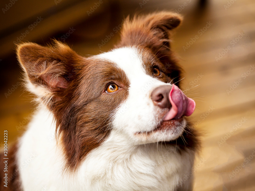 Border collie dog with tongue licking nose, big brown eyes looking up
