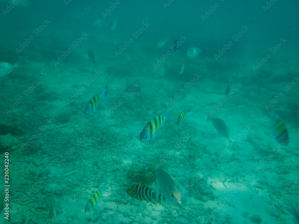 Underwater, in Phuket Thailand Underwater, in Phuket Thailand