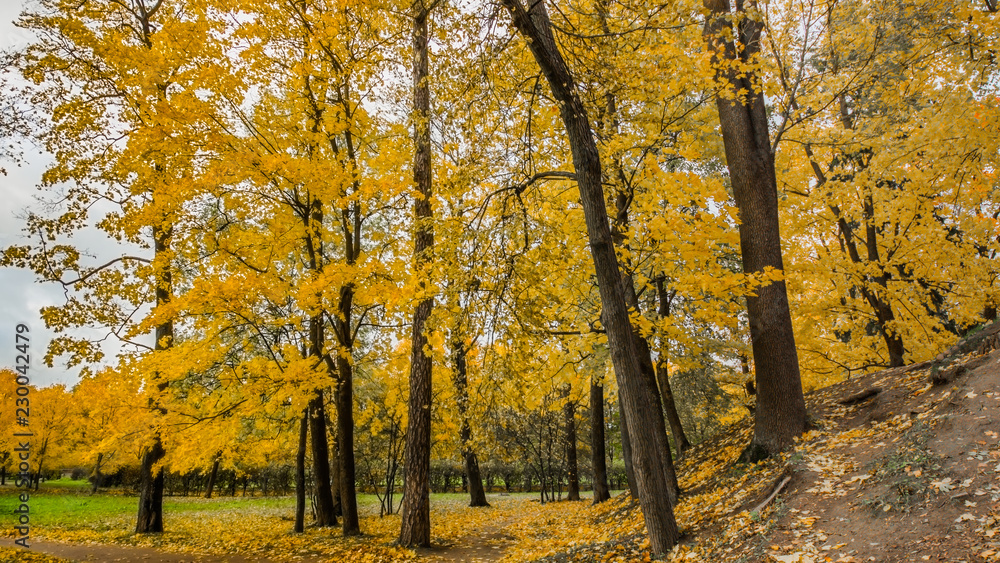 Fallen leaves on road in the forest, autumn landscape, nature trail, river in the park