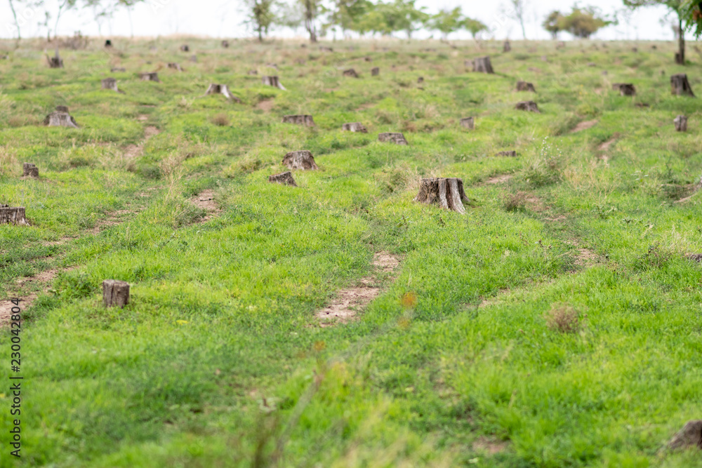 paths along hemp, overgrown with bright, juicy grass paths along hemp, overgrown with bright, juicy grass