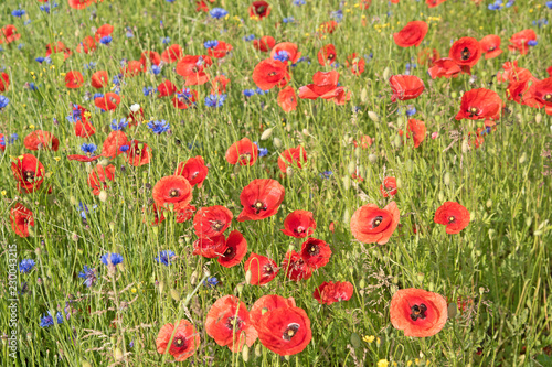 Fototapeta Naklejka Na Ścianę i Meble -  Blühender Klatschmohn,Papaver rhoeas