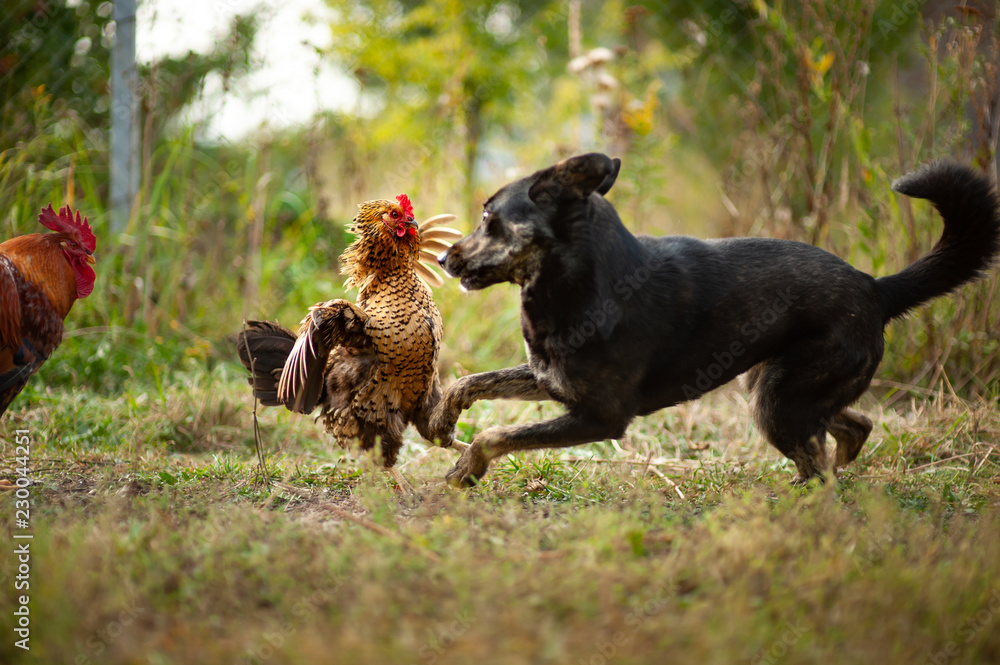 How To Help Chicken Attacked By Dog