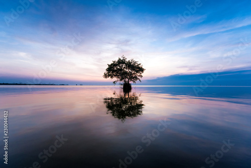 tree in sea © sittichok