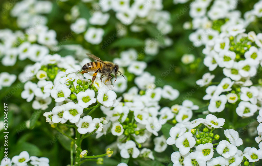 Macro of a bee collecting nectar from alyssum flowera. Macro of a bee collecting nectar from alyssum flowera.