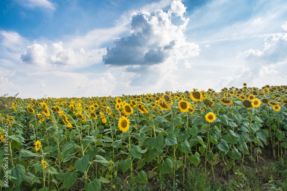 Naklejka premium Sunflowers