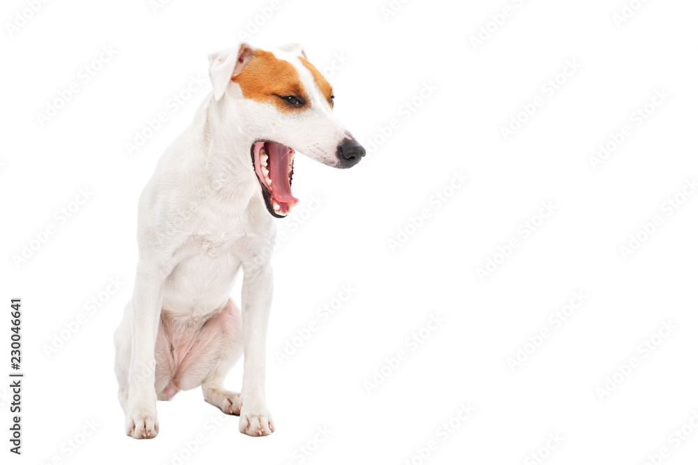 Yawning dog breed Parson Russell Terrier, sitting isolated on white background