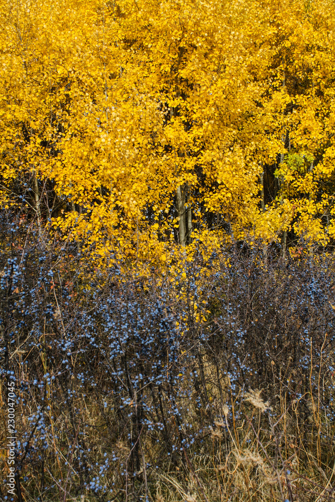 Fototapeta premium Bushes with dark blue berries on the background of autumn forest