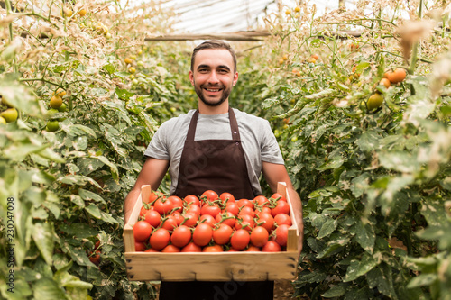 Canvas Print Happy organic farmer man harvesting tomatoes in greenhouse