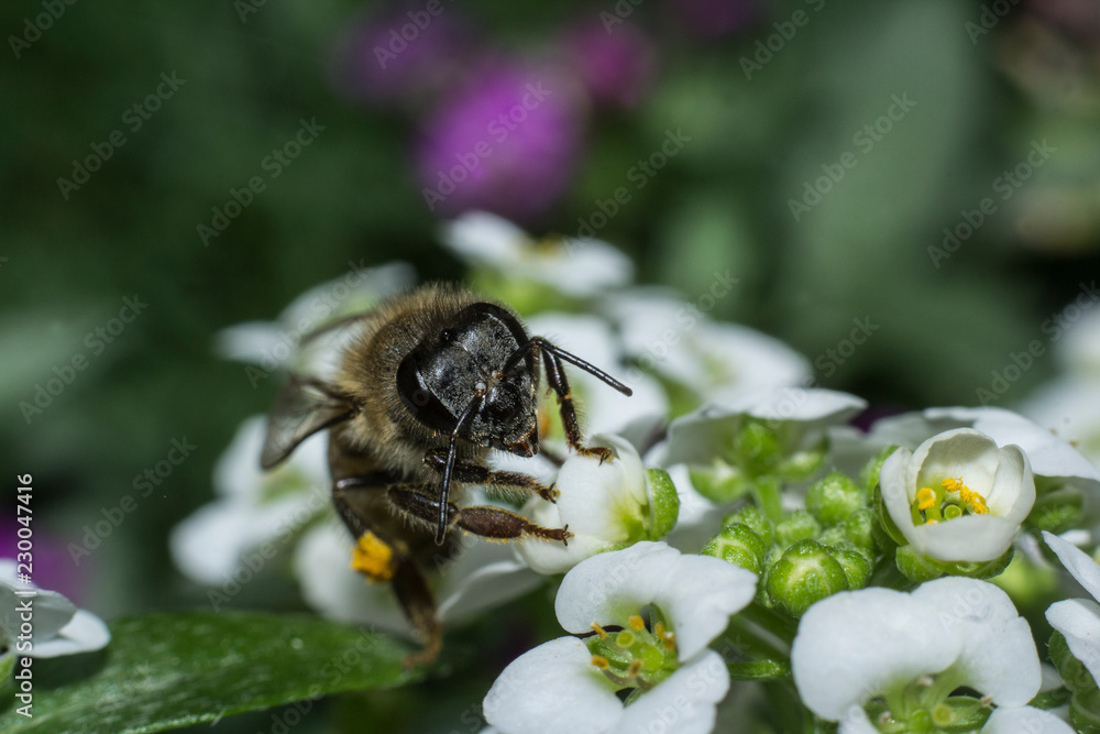 Macro of a bee collecting nectar from alyssum flowera. Macro of a bee collecting nectar from alyssum flowera.