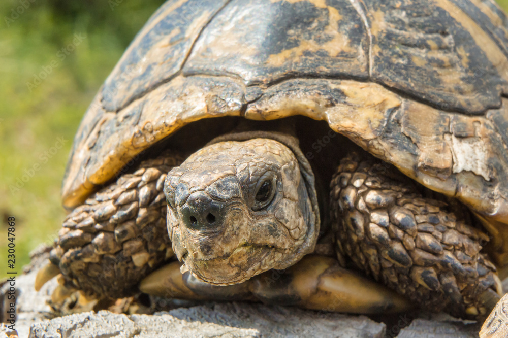 Balkan turtle. Testudo hermanni. Balkan turtle. Testudo hermanni.