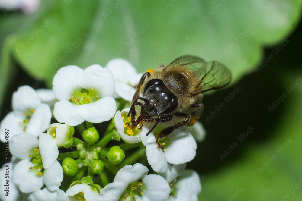 Macro of a bee collecting nectar from alyssum flowera. Macro of a bee collecting nectar from alyssum flowera.