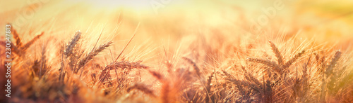 Billede på lærred Dusk in wheat field, beautiful wheat field in late afternoon lit by sunlight, so