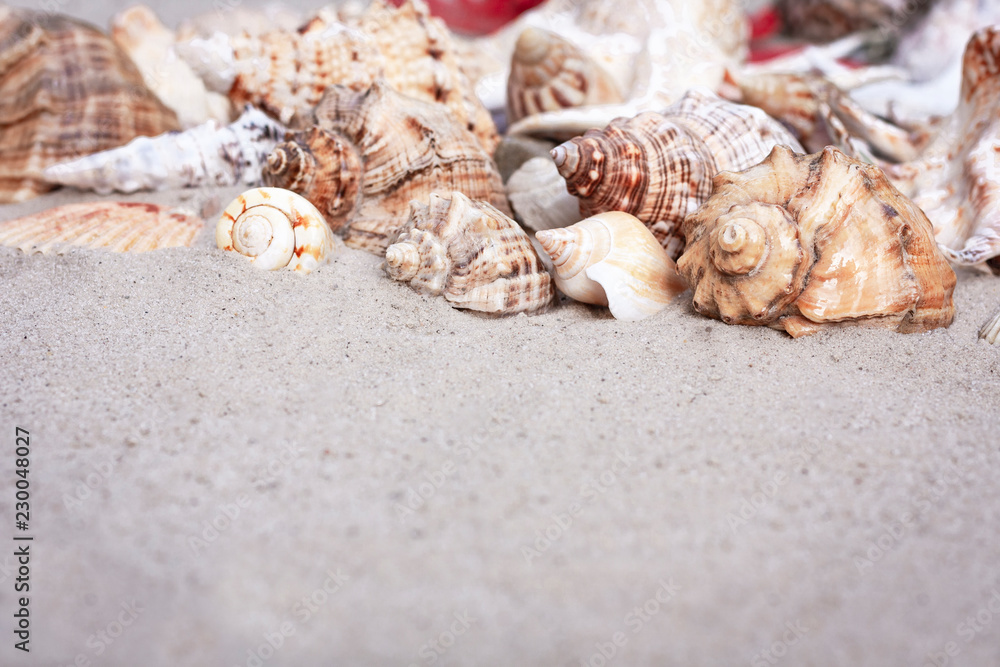 Large seashells on the sand. Summer beach background