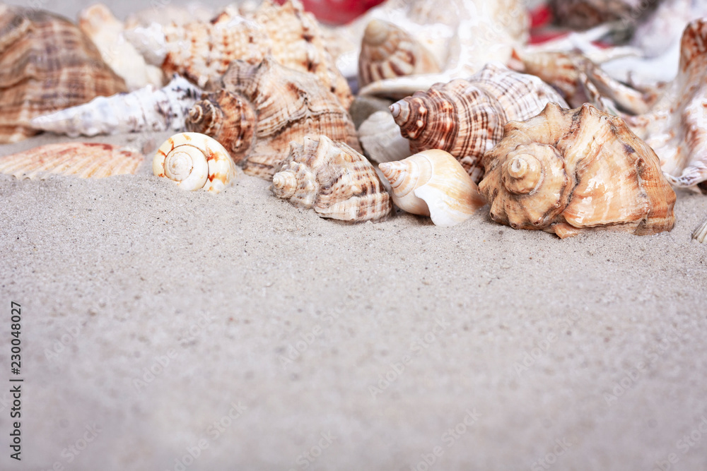 Large seashells on the sand. Summer beach background Large seashells on the sand. Summer beach background