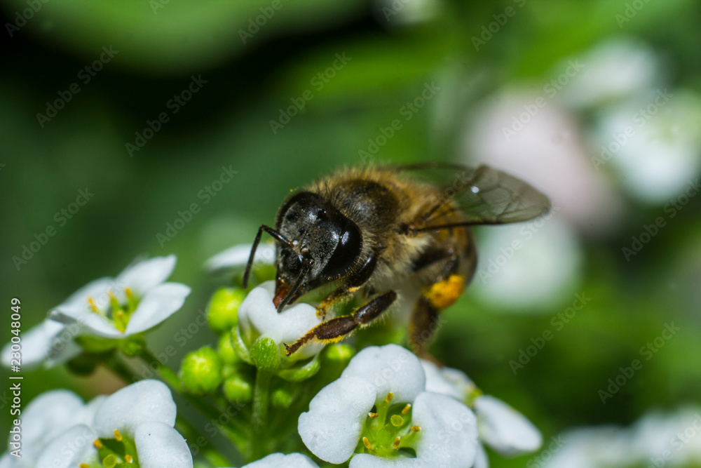 Macro of a bee collecting nectar from alyssum flowera. Macro of a bee collecting nectar from alyssum flowera.