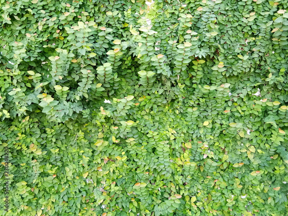 Full frame shot of green ivy covering wall. Green covered plant on the wall. Full frame shot of green ivy covering wall. Green covered plant on the wall.