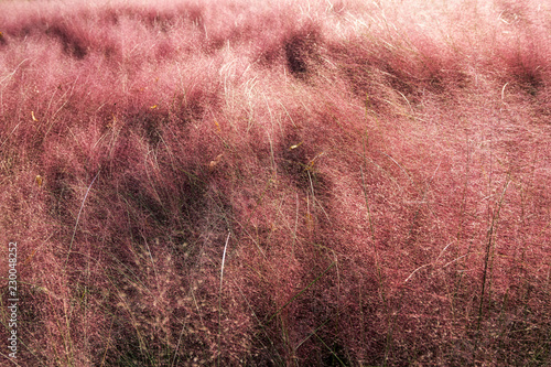 Pink muhly grass photo