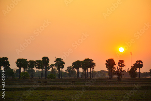 sunset in the jungle