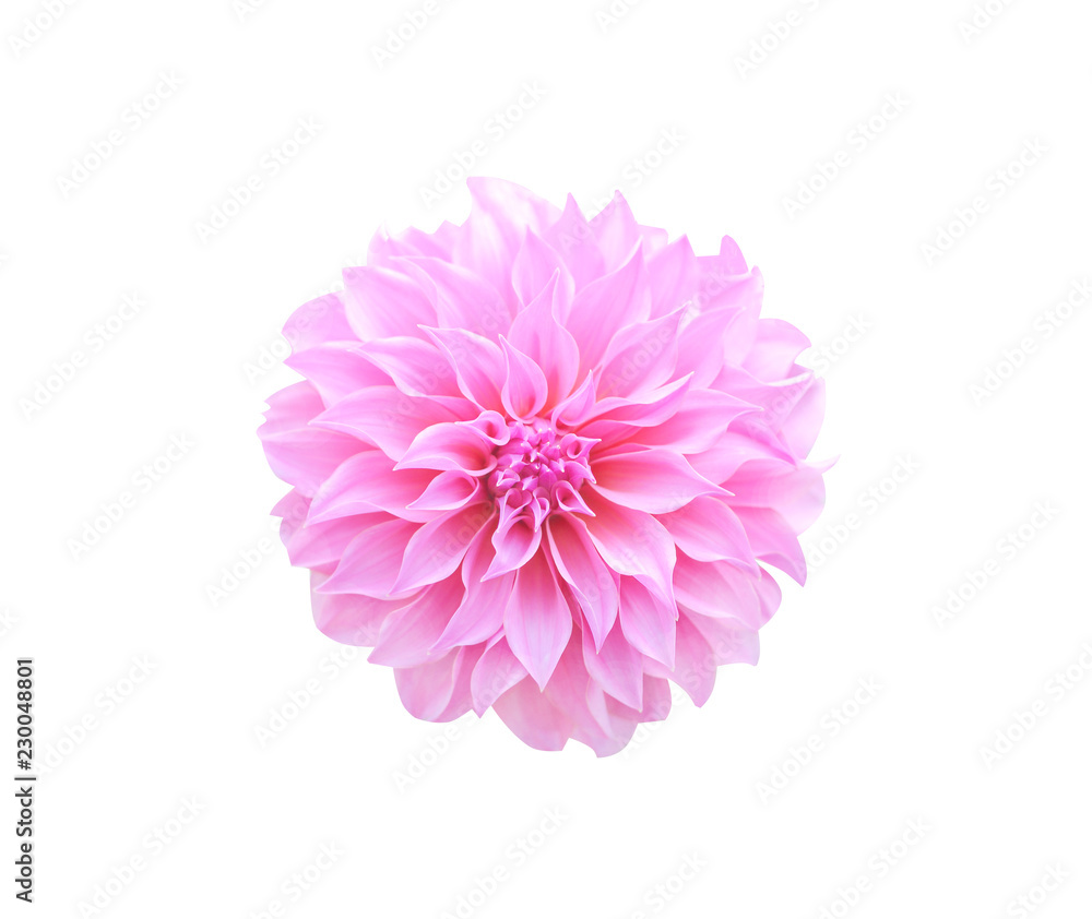 Top view patterns of ornamental  pink or purple dahlia flower blooming isolated on white  background,macro