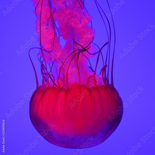 Jelly Fish