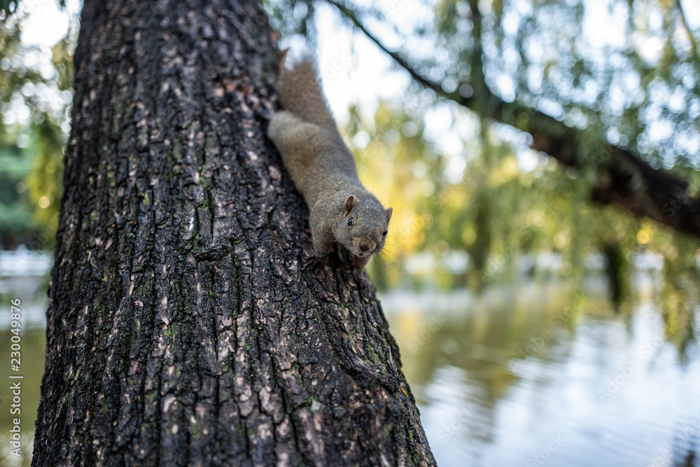 Obraz premium squirrel on tree