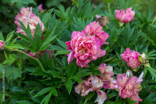 Peony Hybrid 