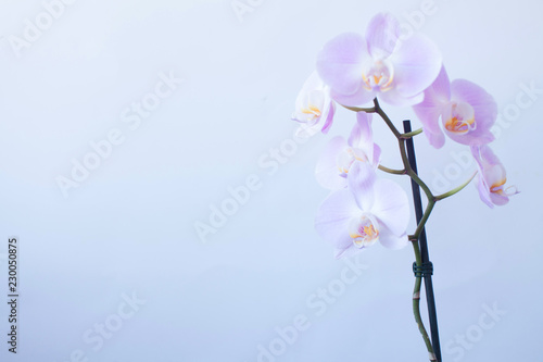 Pink orchid closed up on white background