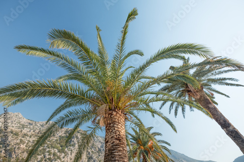 Redeo Los Angeles Vintge Palm Trees Vintage - clear summer skies