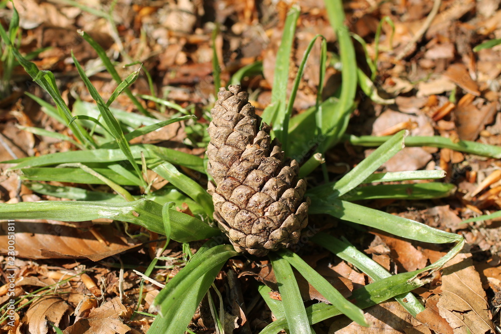 An Individual Pine Cone Fallen onto a Forest Floor. An Individual Pine Cone Fallen onto a Forest Floor.