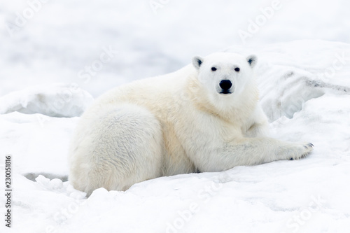 Polar Bears of Wrangel Island