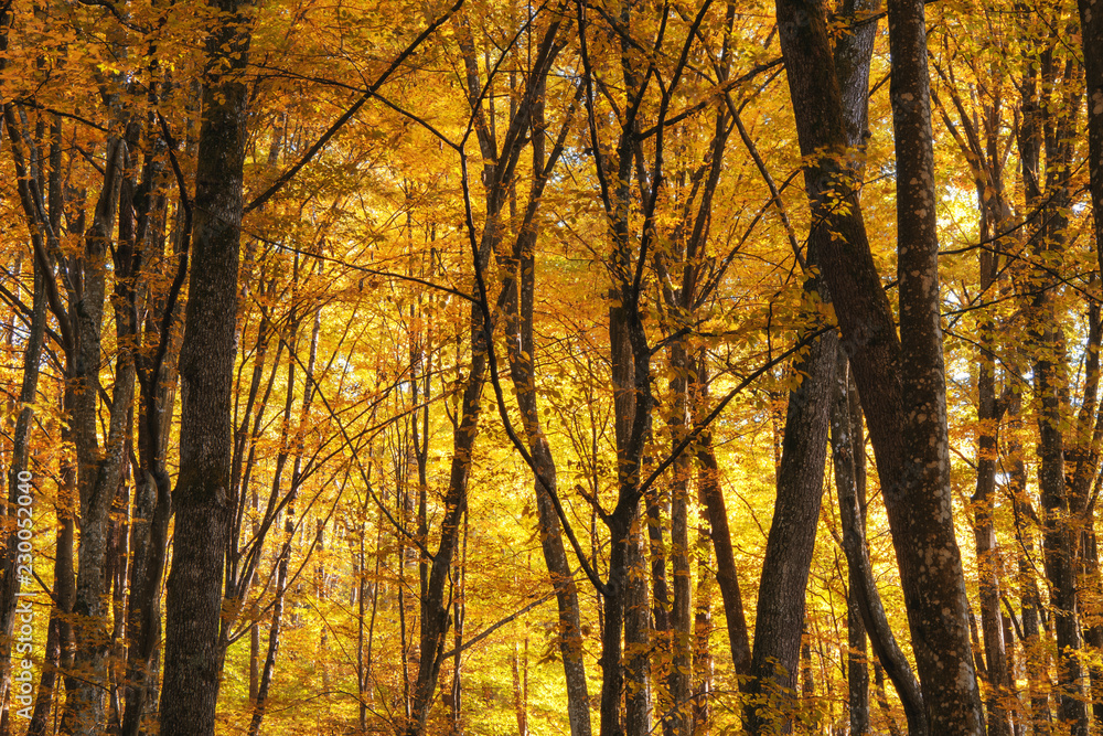 Obraz premium autumn forest