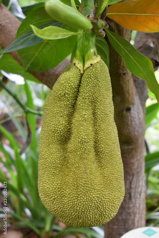 Closeup of a jackfruit on a tree Closeup of a jackfruit on a tree