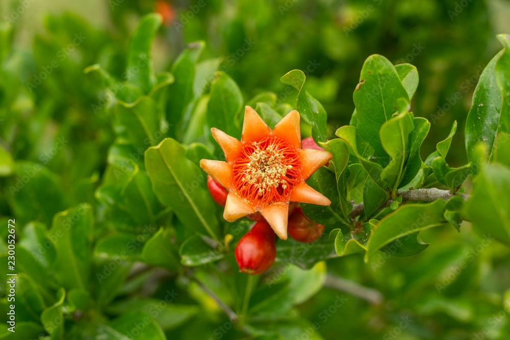 Close-up image of pomegranate blossom(s). Close-up image of pomegranate blossom(s).