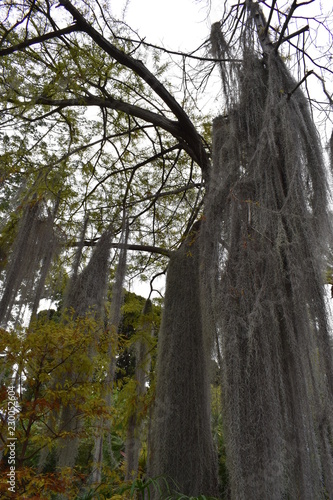 Big Louisianamoos Tillandsia usneoides tree in a botanical garden photo