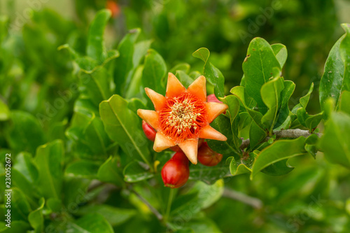 Close-up image of pomegranate blossom(s).