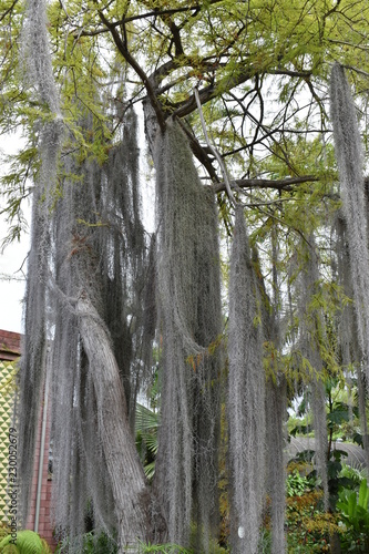 Big Louisianamoos Tillandsia usneoides tree in a botanical garden