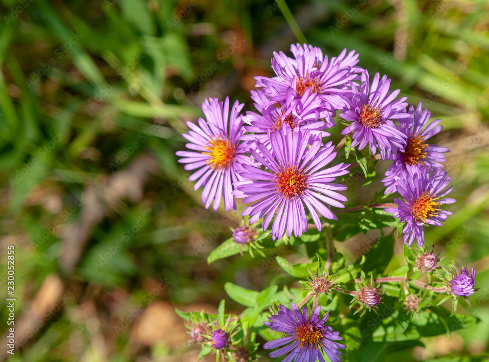 aster flower closeup aster flower closeup