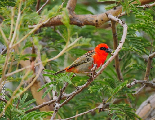 Red Fody bird - foudia madagascariensis