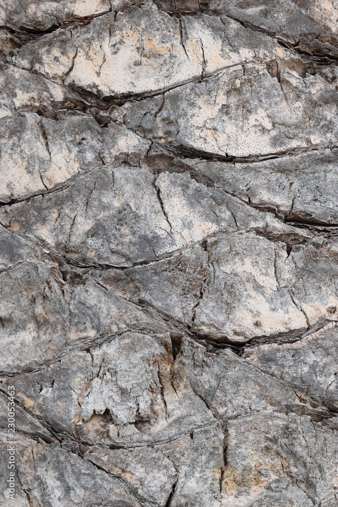 Closeup of a tree bark of a tropical palm tree Closeup of a tree bark of a tropical palm tree