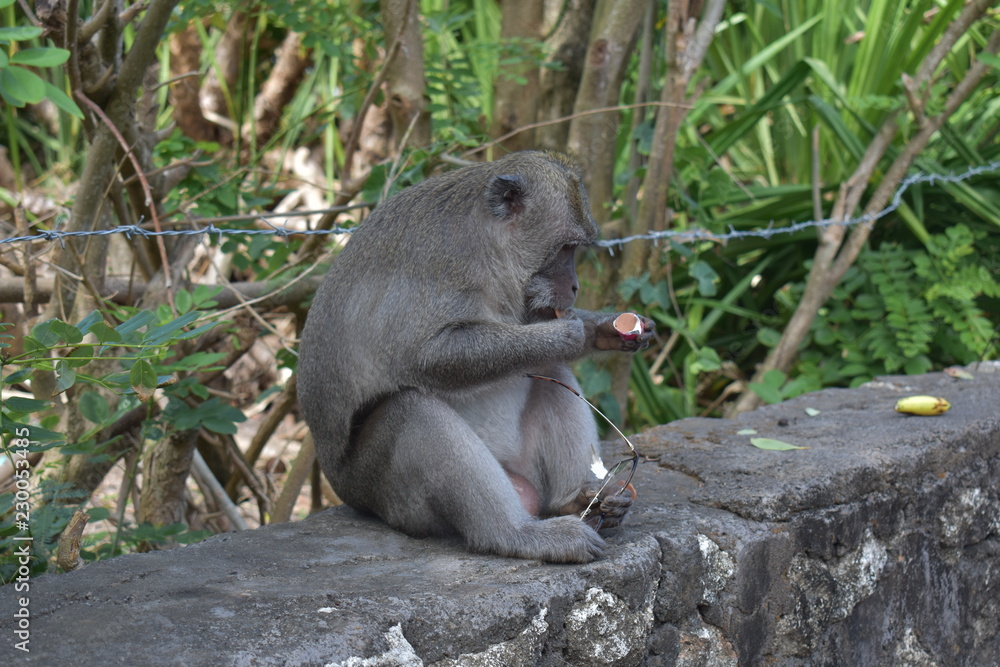 Monkey in a temple