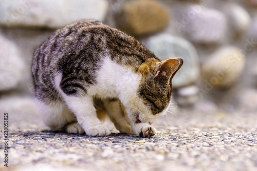 Foto Undomesticated white and grey cat