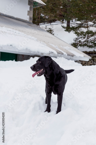 beautiful black labrador in the snow with happy face, enjoying nature. Winter season. pets outdoors