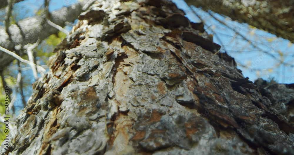 Macro shot of a bark of a mountain tree trunk. 