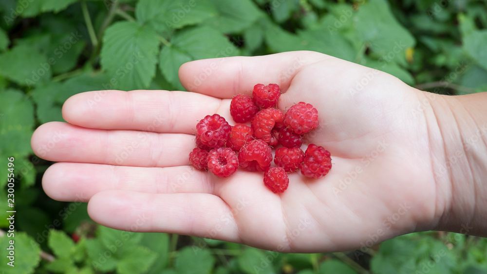 Handful of wild red-fruited raspberries against a leafy background. Caucasian female hand holding raspberries, top-down composition. Fruit foraging, self-sufficient and healthy lifestyle concept. Handful of wild red-fruited raspberries against a leafy background. Caucasian female hand holding raspberries, top-down composition. Fruit foraging, self-sufficient and healthy lifestyle concept.