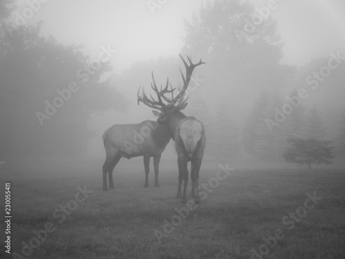 Elk in Fog Locking Antlers