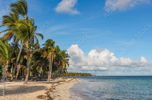 wind and palm trees on the Catalonia Bavaro beach in the Dominican Republic